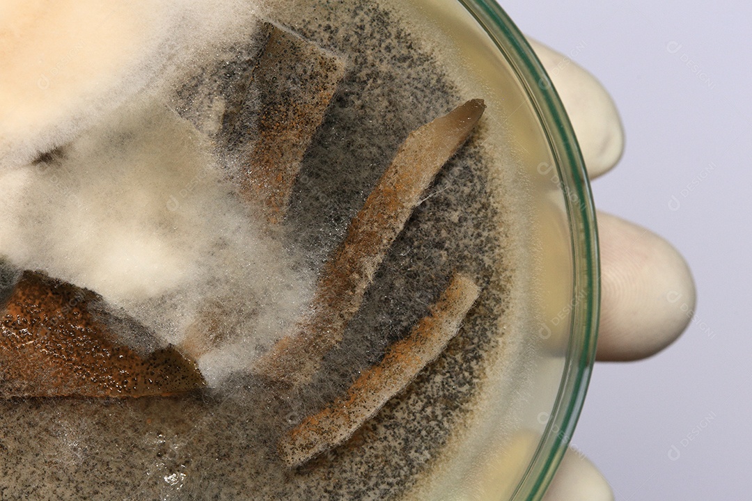 Microscópio fungos bactérias