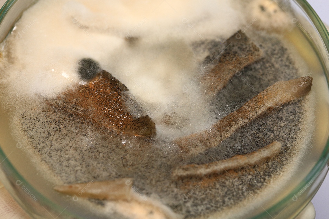 Microscópio fungos bactérias