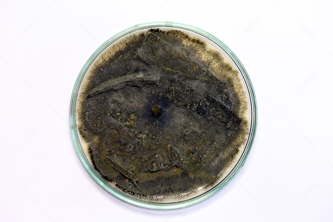 Microscópio fungos bactérias