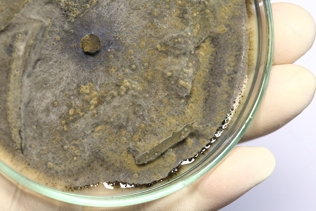 Microscópio fungos bactérias