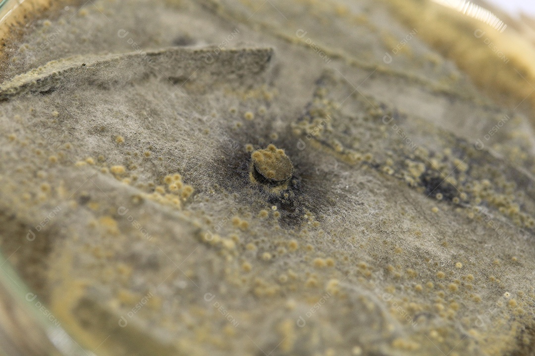 Microscópio fungos bactérias