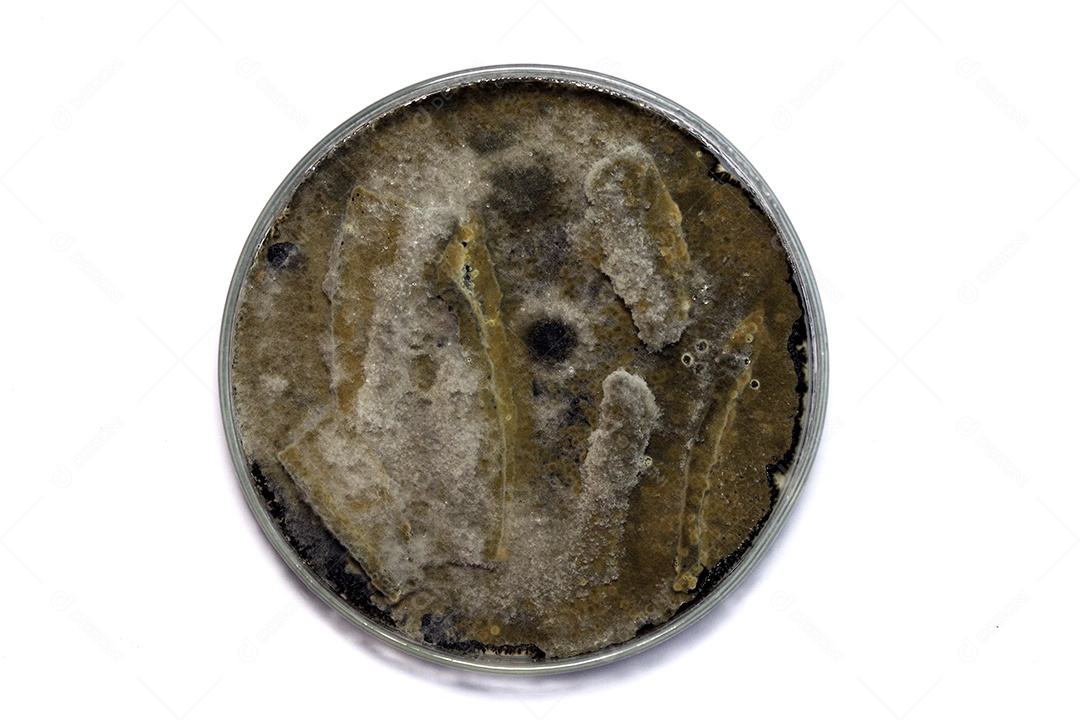 Microscópio fungos bactérias