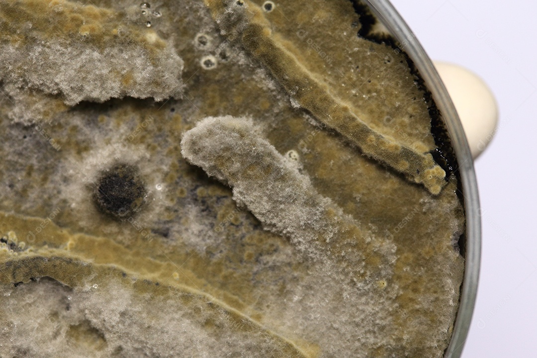 Microscópio fungos bactérias