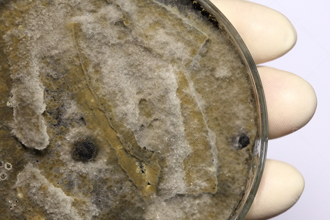 Microscópio fungos bactérias