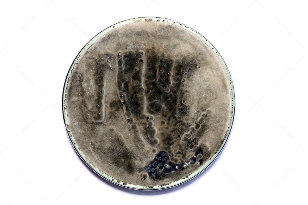 Microscópio fungos bactérias