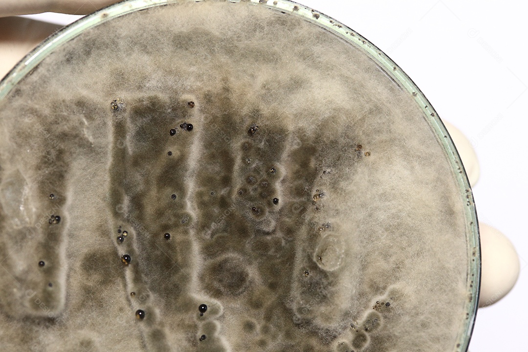 Microscópio fungos bactérias