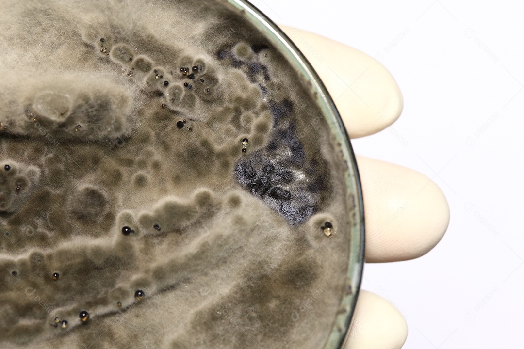 Microscópio fungos bactérias