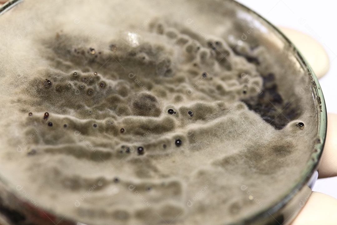 Microscópio fungos bactérias