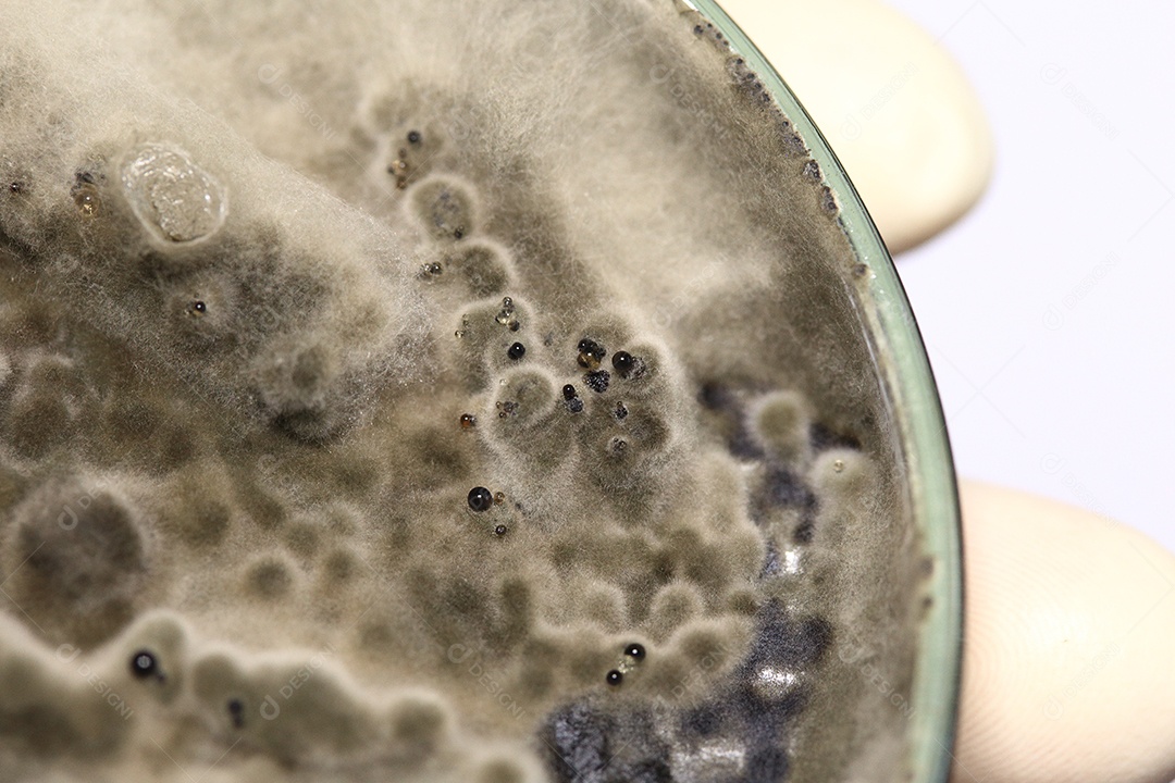 Microscópio fungos bactérias