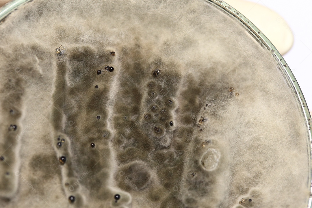 Microscópio fungos bactérias