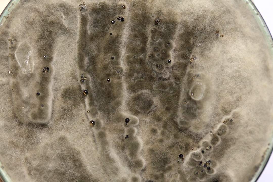 Microscópio fungos bactérias