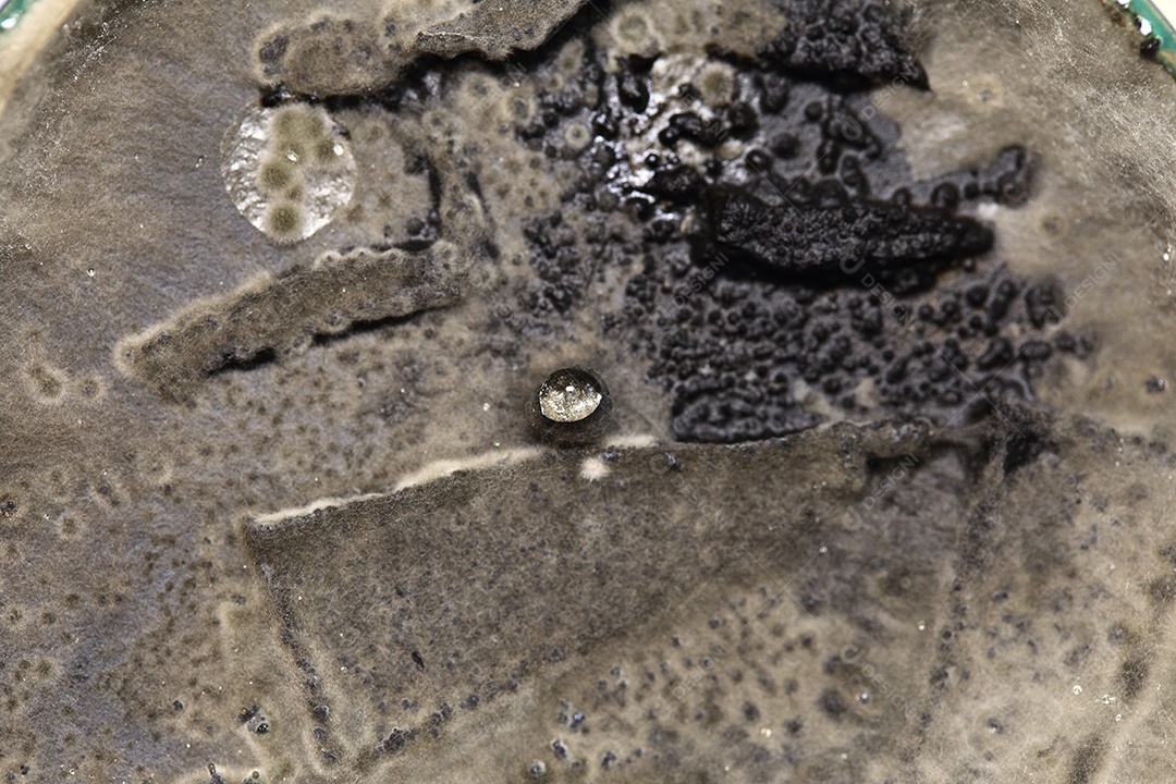 Microscópio fungos bactérias