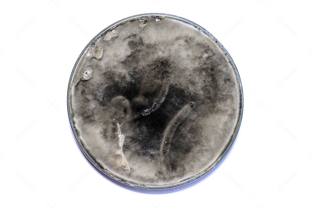 Microscópio fungos bactérias