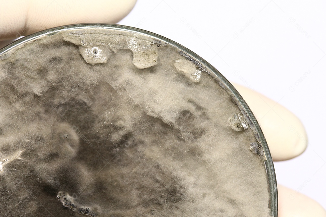 Microscópio fungos bactérias