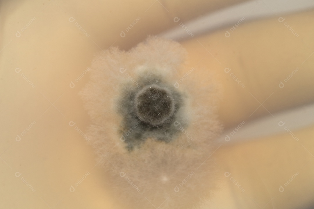 Microscópio fungos bactérias