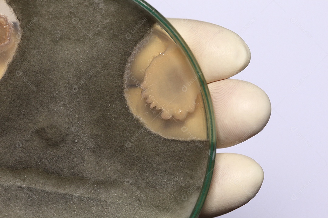 Microscópio fungos bactérias