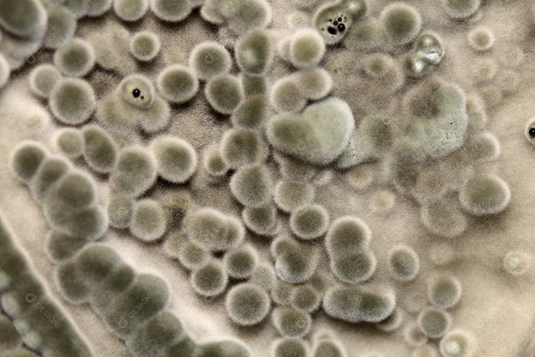 Microscópio fungos bactérias