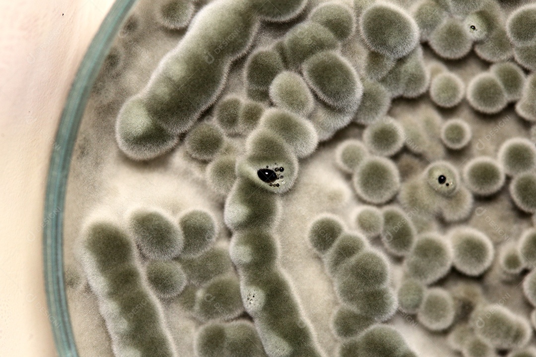 Microscópio fungos bactérias