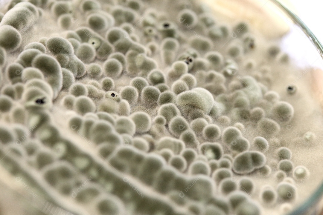 Microscópio fungos bactérias