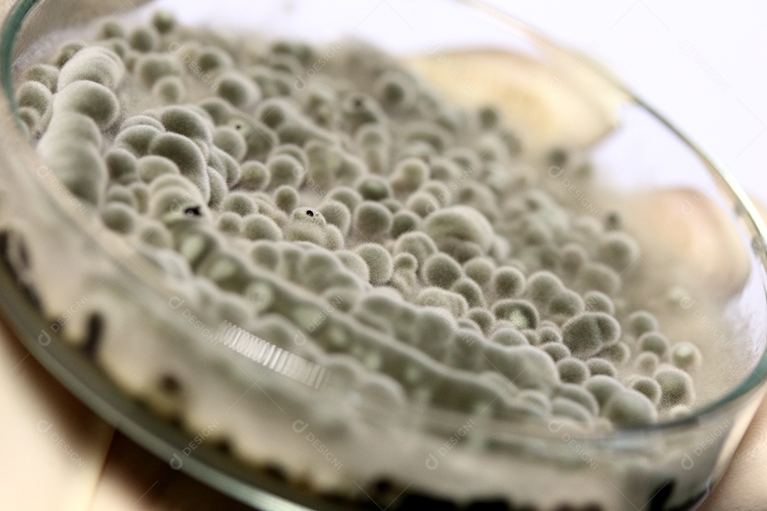 Microscópio fungos bactérias