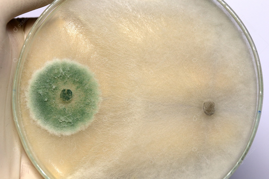 Trichoderma Fungi mofo