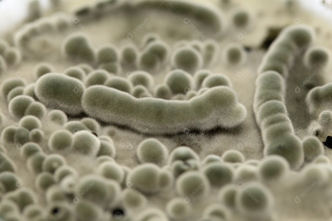 Microscópio fungos bactérias