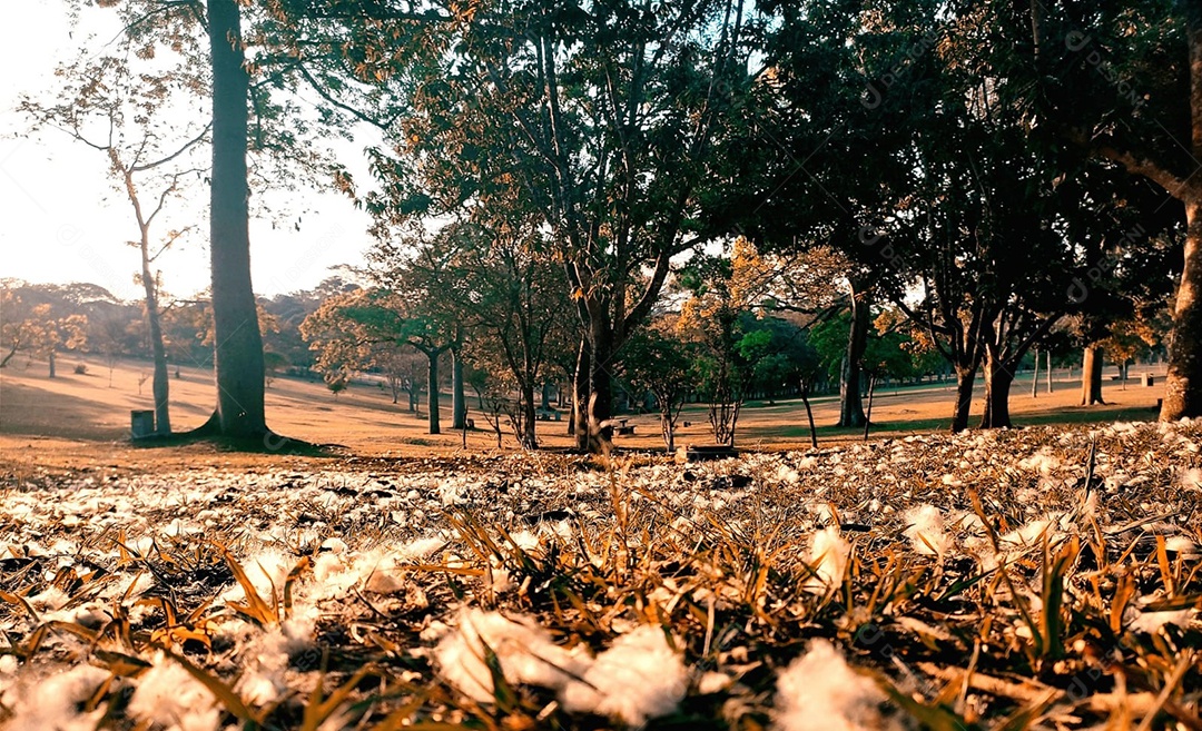 Folhagem sobre chão floresta arvores