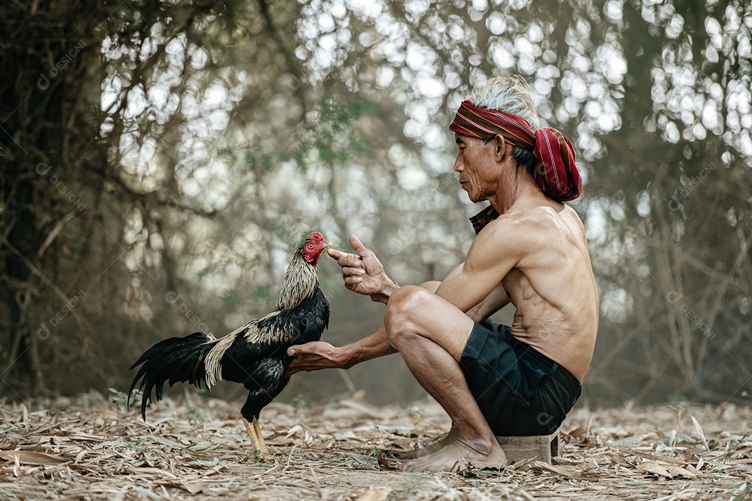 Homem sênior asiático sem camisa e turbante com tanga, sentado e tocando a boca de um galo de jogo. Ele provoca a bela gamecock