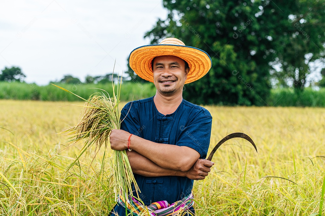 Colheita de jovem agricultor asiático do arroz maduro com uma foice no campo de arroz, ele sorri com orgulho do sucesso do cultivo de arroz no arrozal no campo de arroz