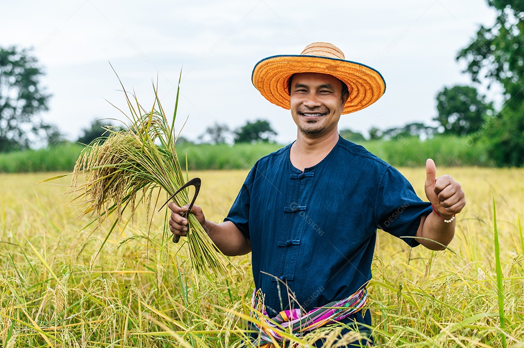 Colheita de jovem agricultor asiático do arroz maduro com uma foice no campo de arroz, ele sorri com orgulho do sucesso do cultivo de arroz no arrozal no campo de arroz