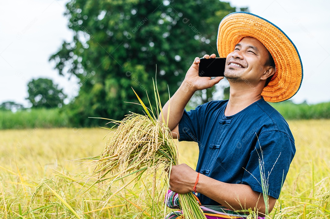 Colheita de jovem agricultor asiático do arroz maduro com uma foice no campo de arroz, ele sorri com orgulho do sucesso do cultivo de arroz no arrozal no campo de arroz