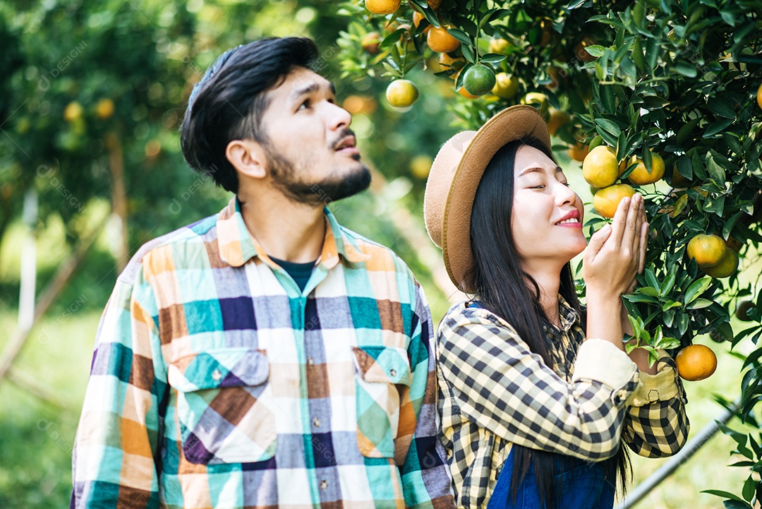 laranjeira campo casal agricultor colheita colhendo frutas laranja