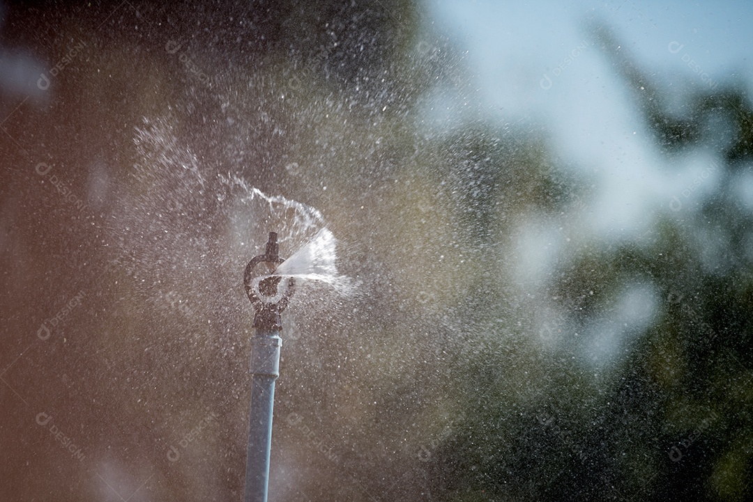Springer watering plants during the day