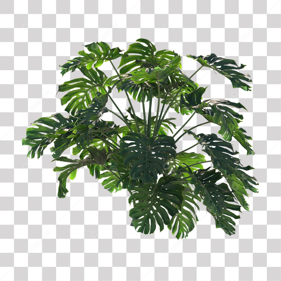 Árvore de Folha Verde Coqueiro Planta PNG Transparente