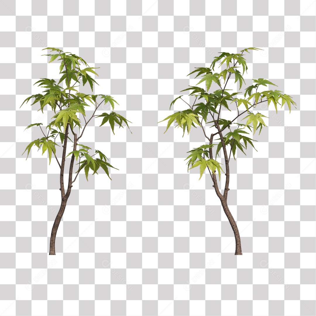 Árvore de Folha Verde Coqueiro Planta PNG Transparente