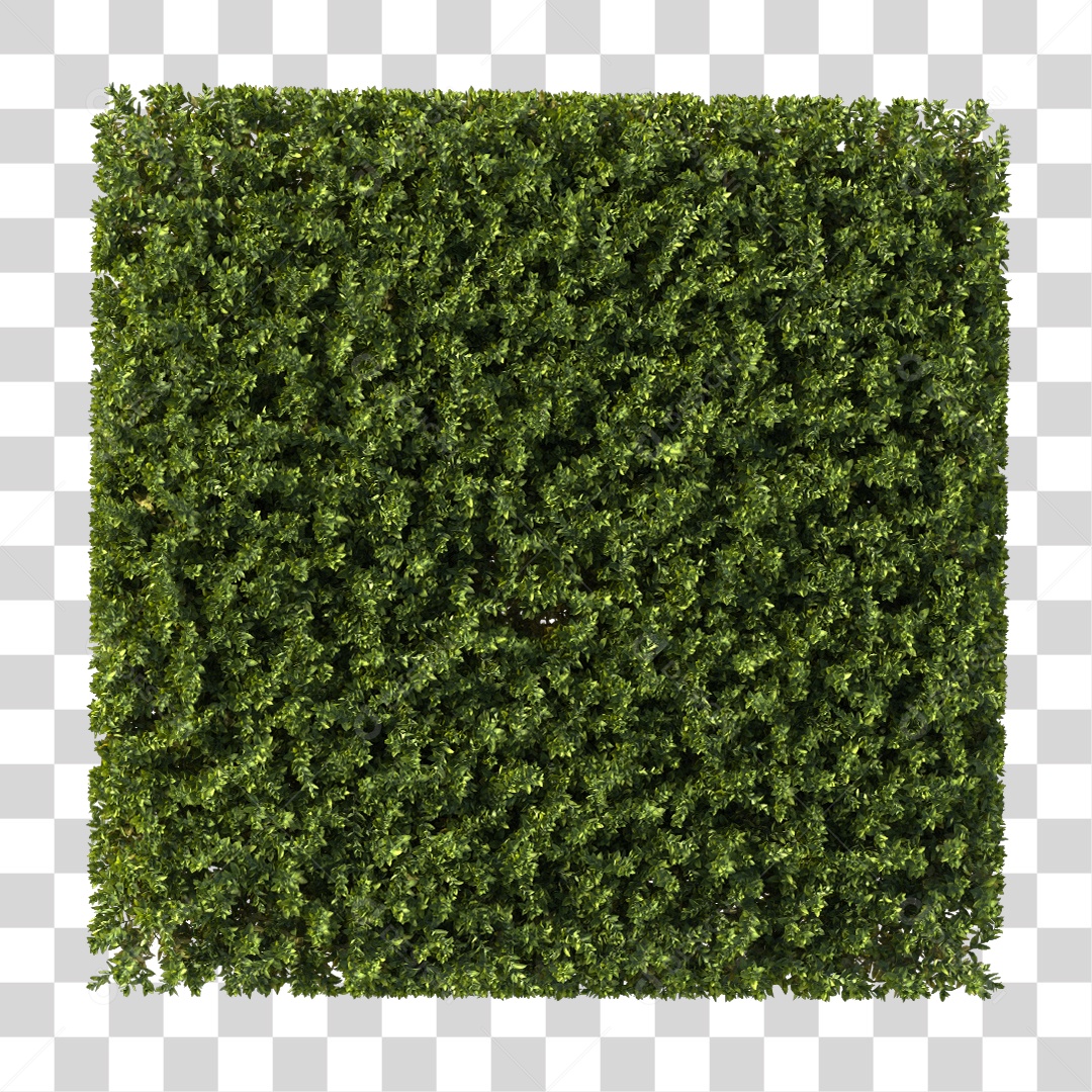 Árvore de Folha Verde Planta Cenário PNG Transparente