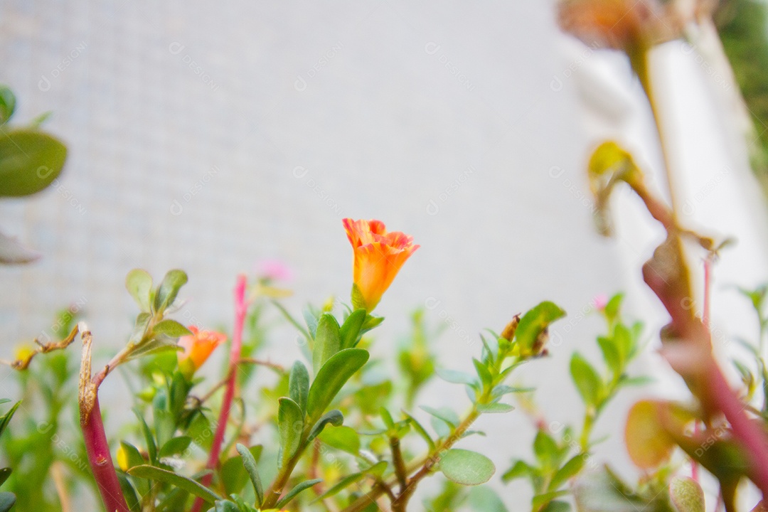 planta conhecida como onze horas em um jardim no Rio de Janeiro.