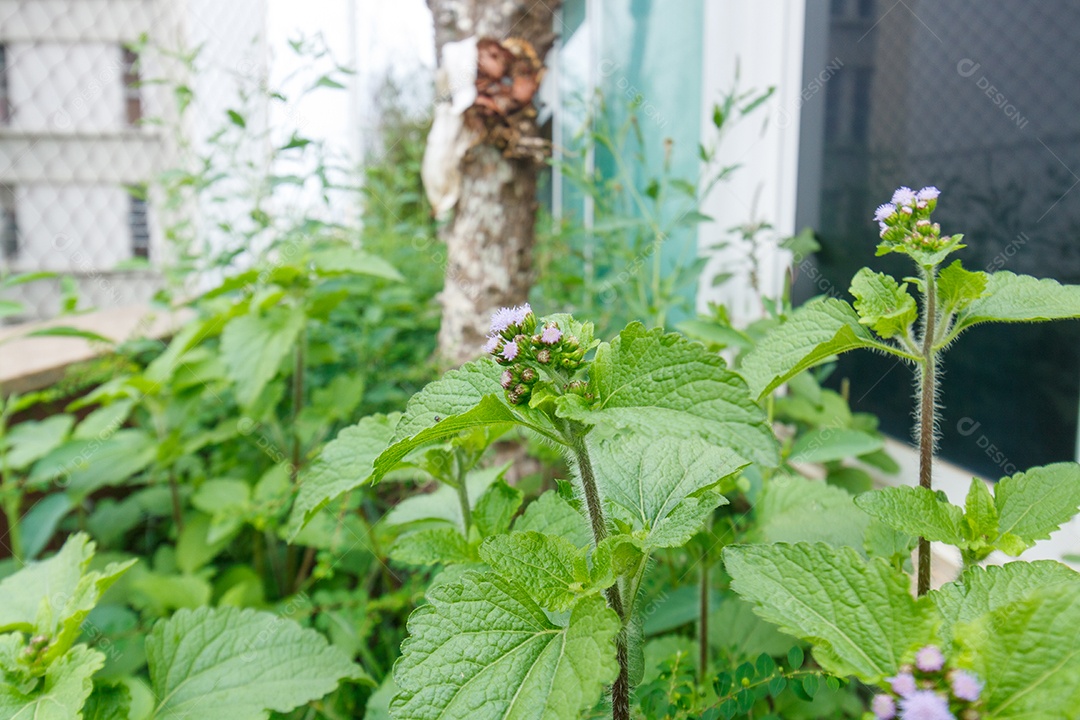planta conhecida como pluchea indica em um jardim no Rio de Janeiro.