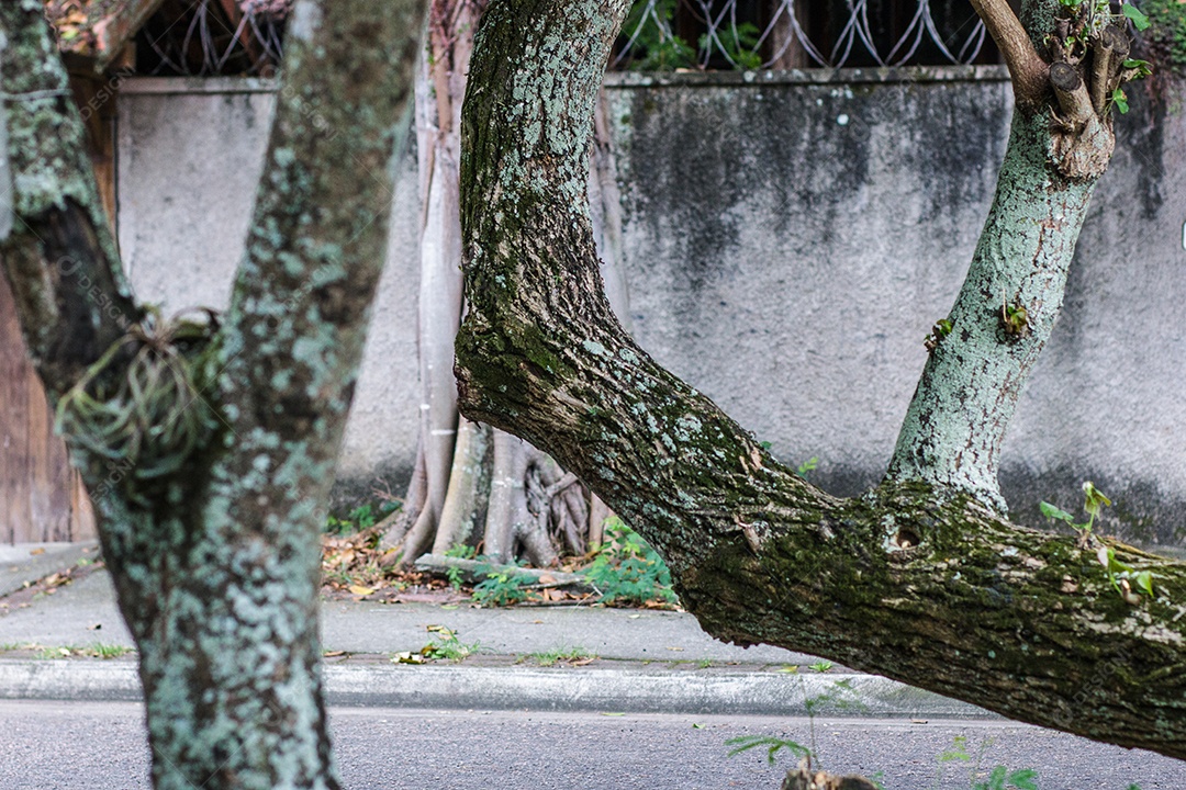 Galhos de uma árvore velha em uma rua no Rio de Janeiro.