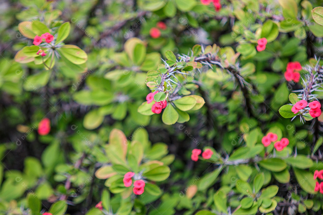 planta conhecida como a coroa de Cristo em um jardim no Rio de Janeiro.