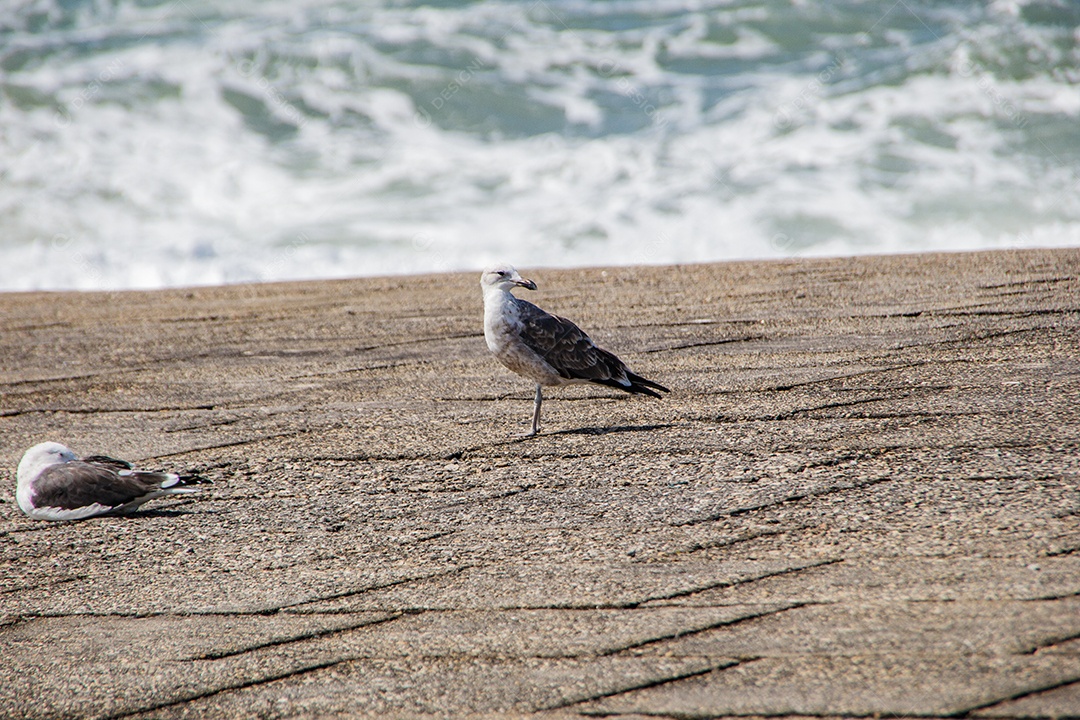 Pássaro gaivota ao ar livre em uma rocha no Rio de Janeiro.