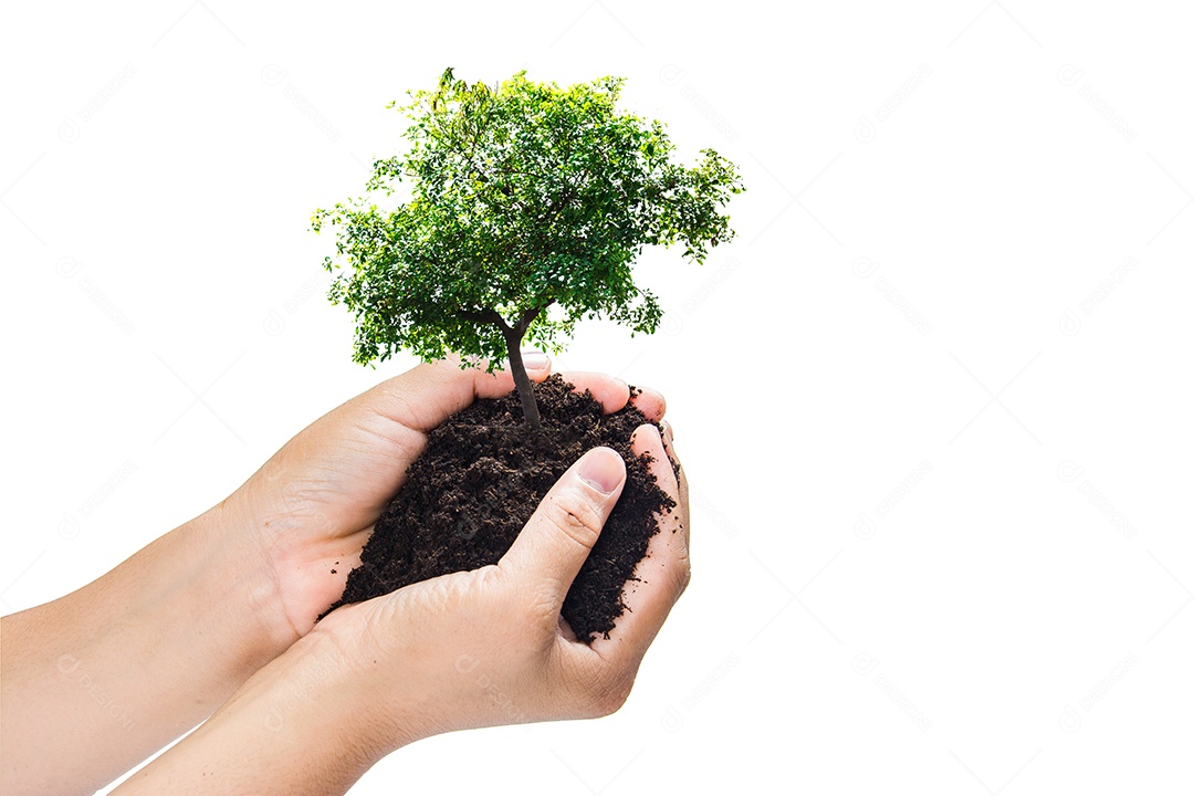 Mãos segurando uma planta jovem verde, pequena árvore isola o fundo Traçado de recorte