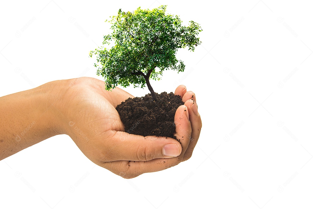 Mãos segurando uma planta jovem verde, pequena árvore isola o fundo Traçado de recorte