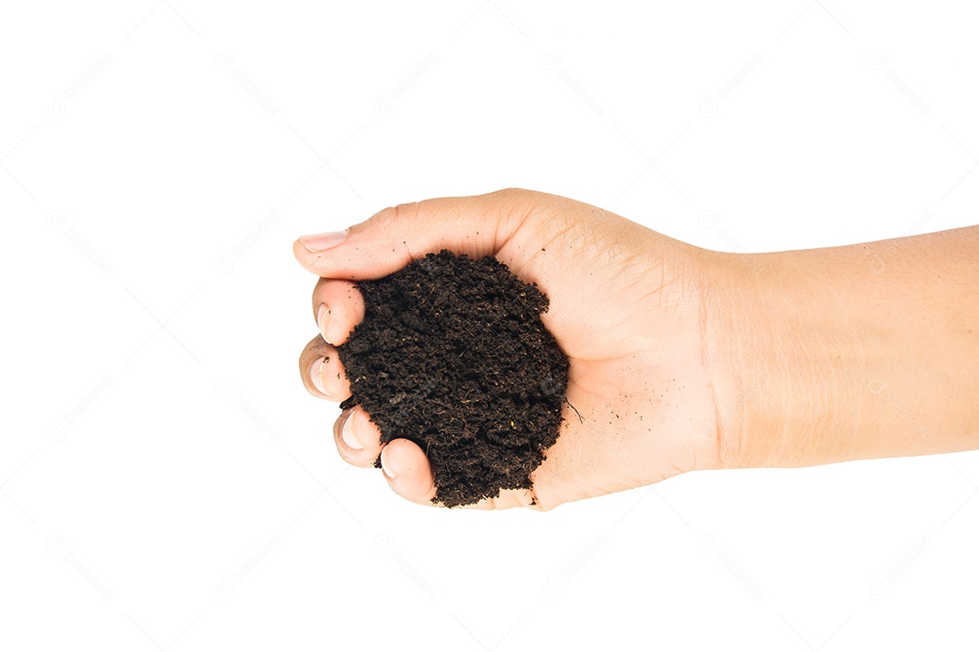 solo nas mãos sujas com barro preto trigo nas mãos isolado