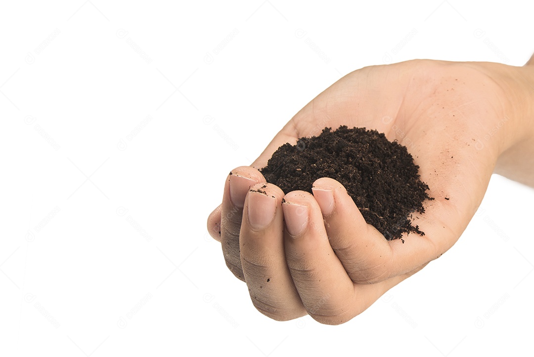 Mãos sujas com barro preto trigo nas mãos isolar o fundo Traçado de recorte