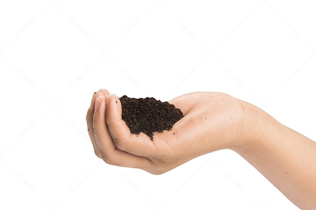 Mãos sujas com barro preto trigo nas mãos isolar o fundo Traçado de recorte