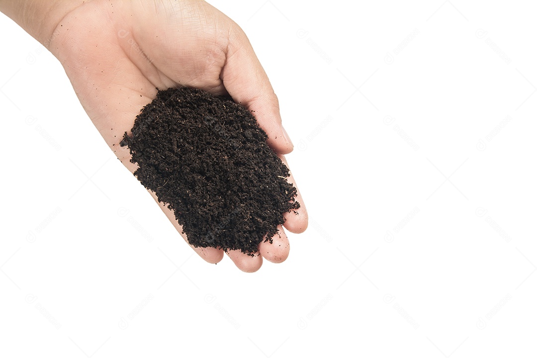 Mãos sujas com barro preto trigo nas mãos isolar o fundo Traçado de recorte