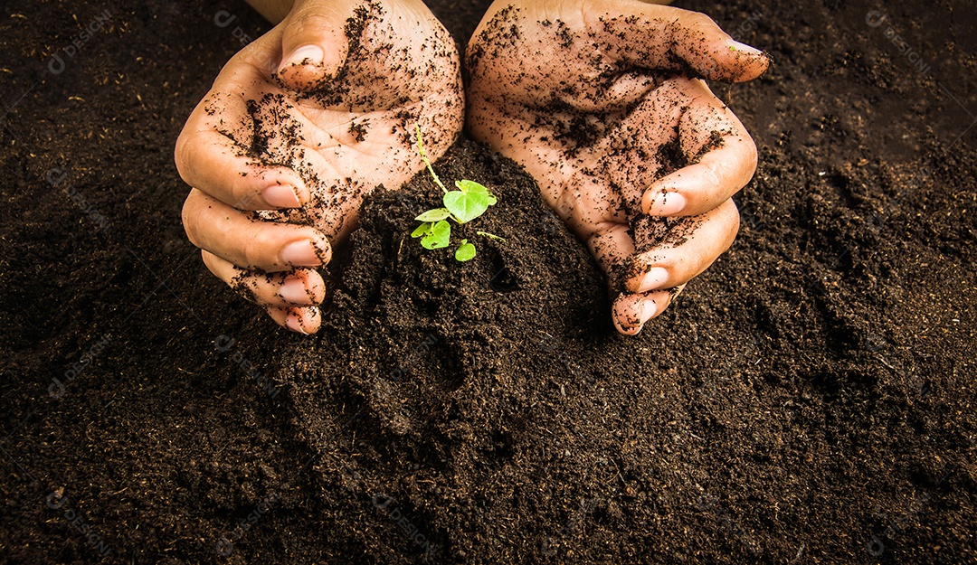 Pequena árvore com mãos e solo, fundo de solo