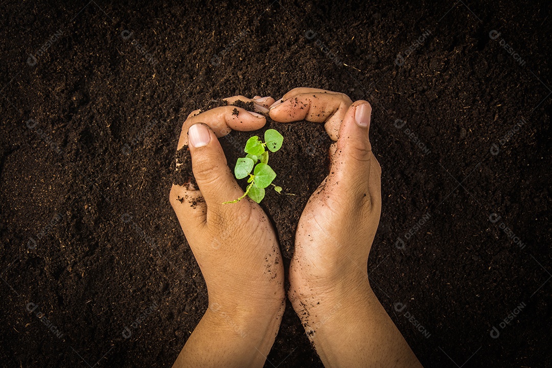 Pequena árvore com mãos e solo, fundo de solo