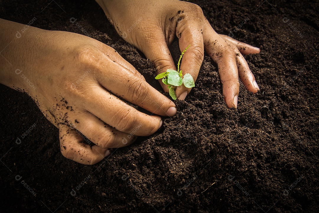 Pequena árvore com mãos e solo, fundo de solo